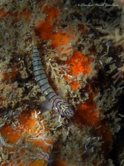 Tigrigobius macrodon