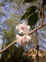 Prunus serrulata