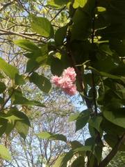 Prunus serrulata