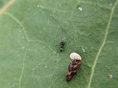 Dorymyrmex antillanus