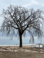 Magnoliopsida