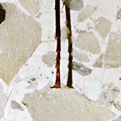 Periplaneta americana