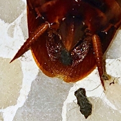 Periplaneta americana