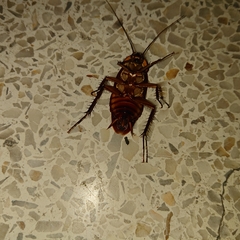 Periplaneta americana