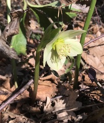Helleborus viridis