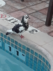 Columba livia domestica