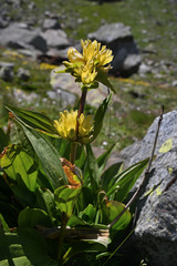 Gentiana burseri villarsii