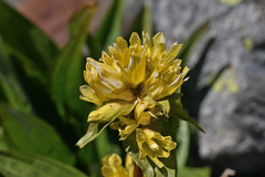 Gentiana burseri villarsii