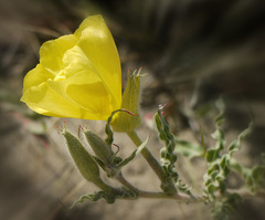 Oenothera odorata