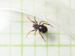 Steatoda erigoniformis