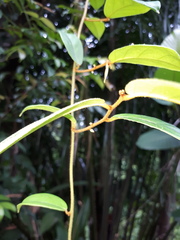 Odina hieroglyphica ortina