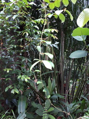Odina hieroglyphica ortina