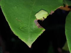 Odina hieroglyphica ortina