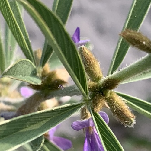 Ptycholobium contortum image