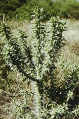 Quiabentia verticillata
