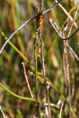 Lepidobolus preissianus