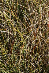 Lepidobolus preissianus