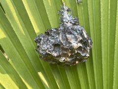 Mischocyttarus mexicanus