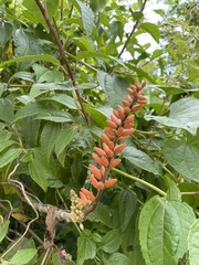 Erythrina poeppigiana
