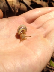 Drymaeus interpunctus