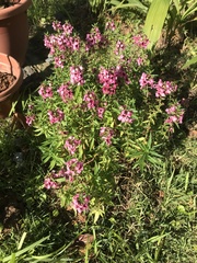 Angelonia angustifolia