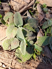 Phlomis fruticosa