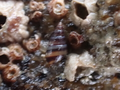 Cingula trifasciata
