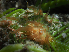 Bunodeopsis globulifera