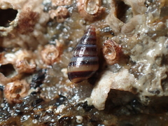 Cingula trifasciata
