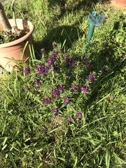 Angelonia angustifolia