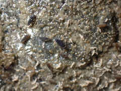 Axelsonia littoralis