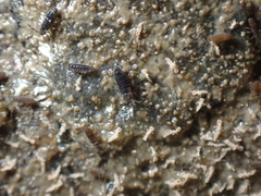 Axelsonia littoralis