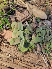 Phlomis fruticosa