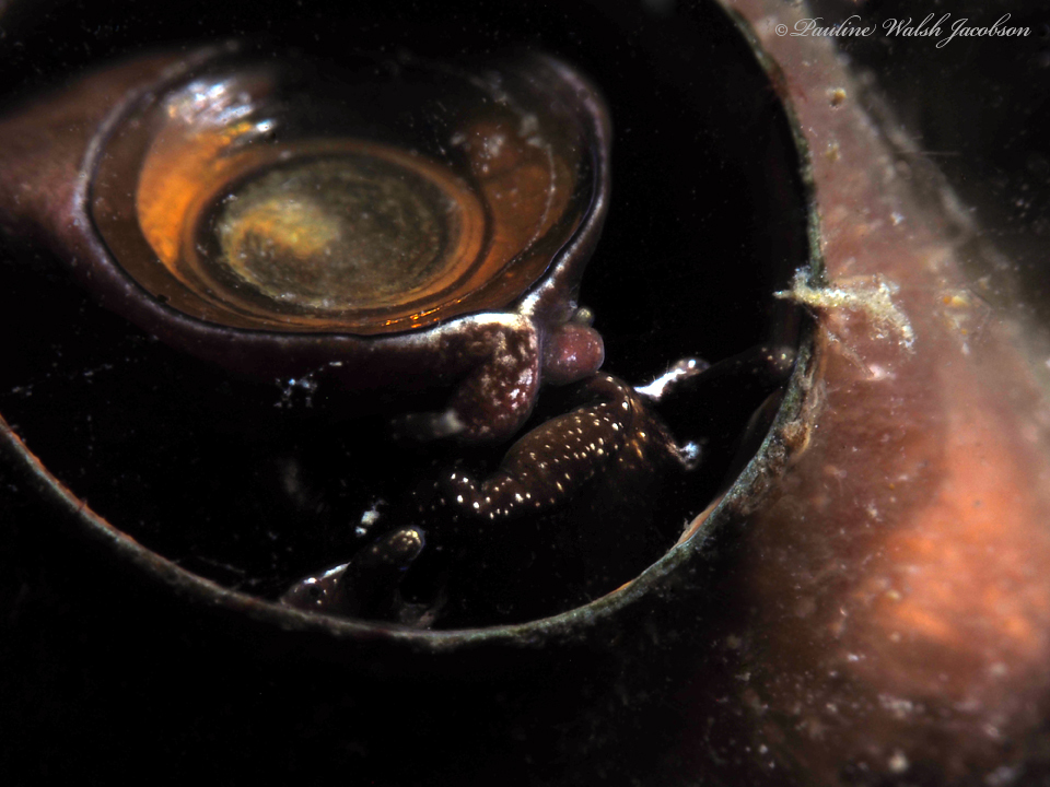 great worm shell