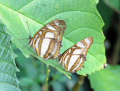 Metamorpha elissa