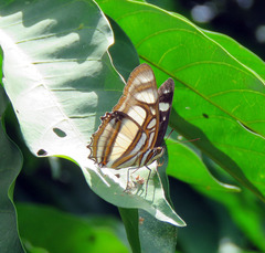Metamorpha elissa