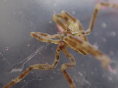 Ammothea hilgendorfi