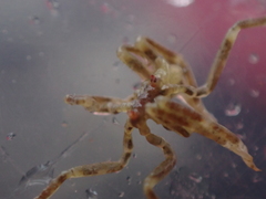 Ammothea hilgendorfi