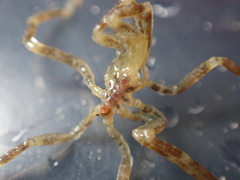 Ammothea hilgendorfi