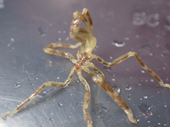 Ammothea hilgendorfi