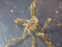 Ammothea hilgendorfi