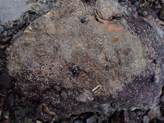 Ammothea hilgendorfi