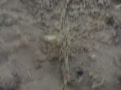 Ammothea hilgendorfi