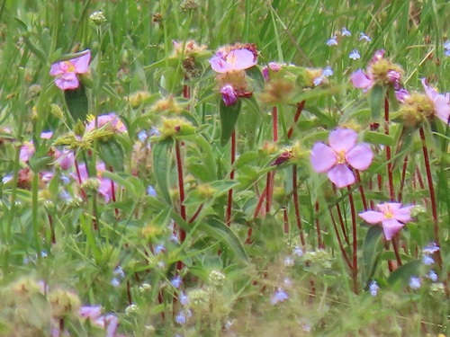 Dwarf Dissotis