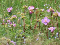 Argyrella phaeotricha