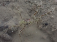 Ammothea hilgendorfi