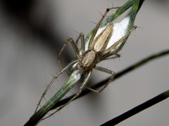 Oxyopes