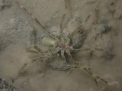 Ammothea hilgendorfi