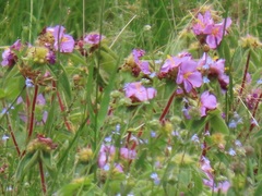 Argyrella phaeotricha