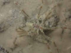 Ammothea hilgendorfi